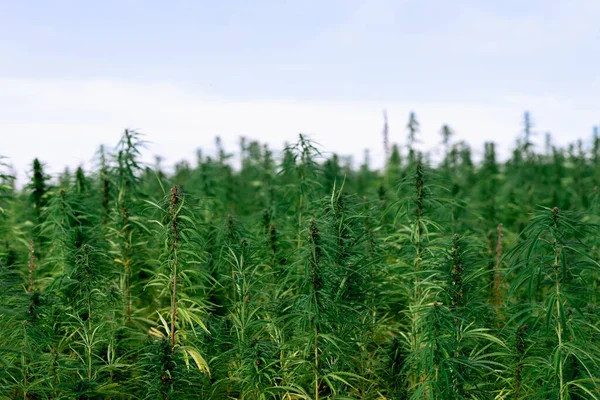 Kenevir tarlasında marihuana bitkisi