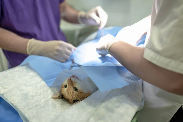 Vet doing the operation for sterilization. Cat on the operating table anesthetized in a veterinary clinic. Cat in a veterinary surgery.Close up.