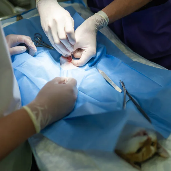 做绝育手术的兽医 兽医诊所手术台上的猫 兽医手术中的猫 外科手术中猫的子宫和卵巢 — 图库照片