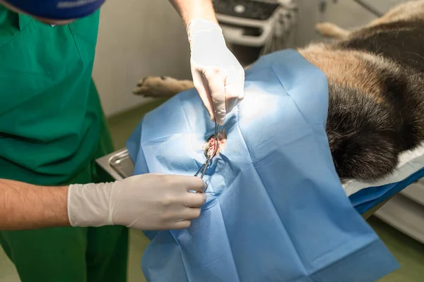 在动物医院的狗 兽医在病人的外科治疗期间 — 图库照片