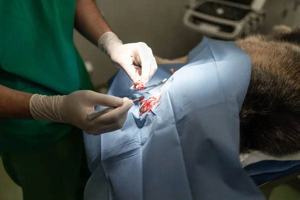 Cão Hospital Dos Animais Veterinário Durante Cirurgia — Fotografia de Stock