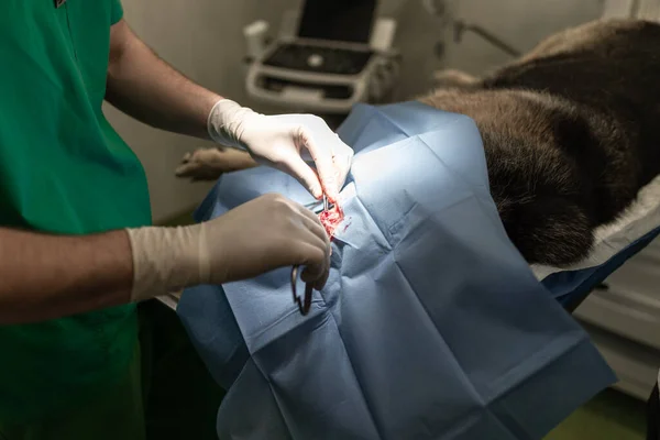 Dog in the animal hospital. Veterinarian during surgery of the