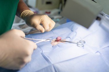 Köpeğin kısırlaştırılmasını genel anestezi ve veteriner cerrahları altında cerrahi masalara koyun. Veteriner köpek kısırlaştırma ameliyatı yapıyor. Klinikte ameliyat yapan veteriner ya da doktor..