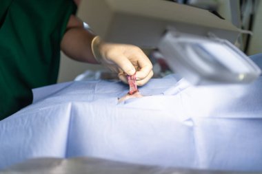 Köpeğin kısırlaştırılmasını genel anestezi ve veteriner cerrahları altında cerrahi masalara koyun. Veteriner köpek kısırlaştırma ameliyatı yapıyor. Klinikte ameliyat yapan veteriner ya da doktor..