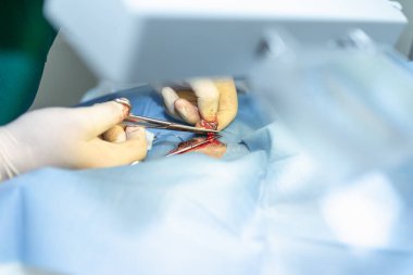 Köpeğin kısırlaştırılmasını genel anestezi ve veteriner cerrahları altında cerrahi masalara koyun. Veteriner köpek kısırlaştırma ameliyatı yapıyor. Klinikte ameliyat yapan veteriner ya da doktor..