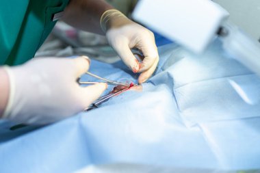 Köpeğin kısırlaştırılmasını genel anestezi ve veteriner cerrahları altında cerrahi masalara koyun. Veteriner köpek kısırlaştırma ameliyatı yapıyor. Klinikte ameliyat yapan veteriner ya da doktor..