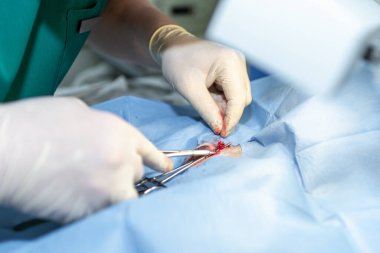 Köpeğin kısırlaştırılmasını genel anestezi ve veteriner cerrahları altında cerrahi masalara koyun. Veteriner köpek kısırlaştırma ameliyatı yapıyor. Klinikte ameliyat yapan veteriner ya da doktor..