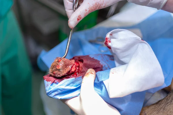 兽医医生和女助手在兽医诊所为动物的脚或脚底做手术 狗充满了麻醉 — 图库照片