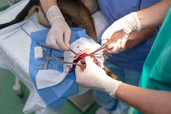 獣医師と女性のアシスタントは 動物の足や獣医クリニックで唯一の手術を行います犬は麻酔でいっぱいです — ストック写真