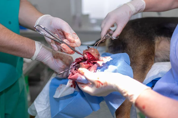 Médico Veterinário Assistente Feminino Realizando Uma Cirurgia Animal Sola Clínica — Fotografia de Stock