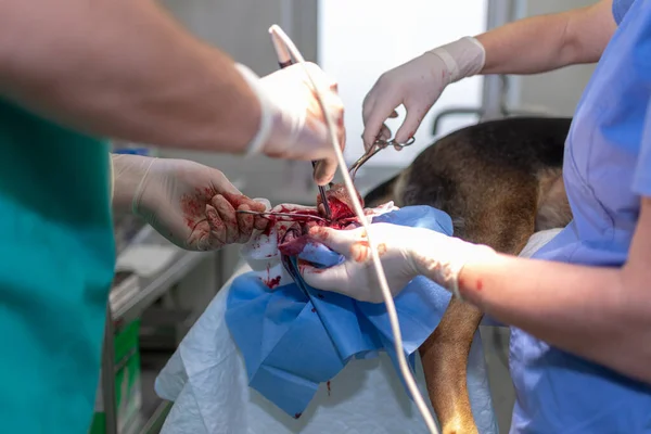 带电凝器的兽医足部外科医生在兽医诊所的手术室为狗做手术 保健等概念 — 图库照片