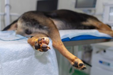 Bir Alman çoban köpeğinin bacağında büyük bir tümör var.