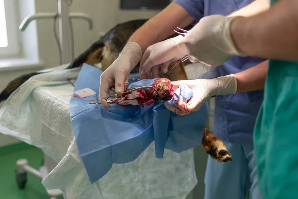 Médico Veterinário Assistente Feminina Realizando Uma Cirurgia Tumor Uma Clínica — Fotografia de Stock