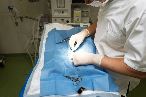 Vet Doing Operation Sterilization Cat Operating Table Veterinary Clinic Cat — Stock Photo, Image