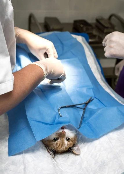 做绝育手术 兽医诊所手术台上的猫 兽医手术中的猫 外科手术中猫的子宫和卵巢 — 图库照片
