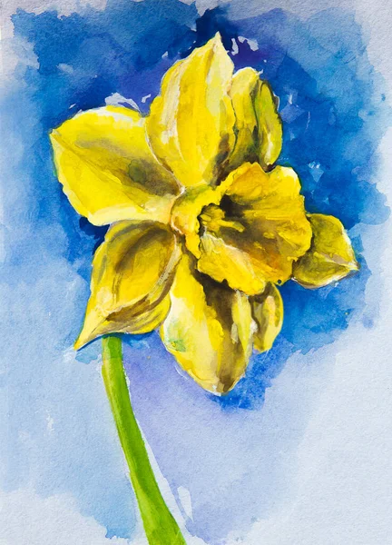青い背景に黄色の水仙が描かれています あなたのインテリアを飾るために デザインプリント レタリングのための背景 誕生日テーマ イースター 母の日 3月8日 — ストック写真