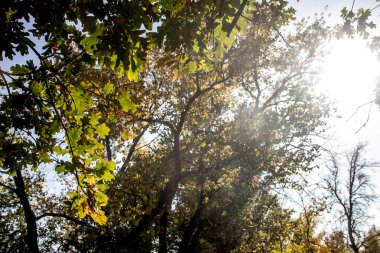 Fotoğraf. Sonbahar ağaçları. Yaprakları yakın olan kavak dalı. Sonbaharda doğa. Tatilde. Ormanlara gidiyoruz. Hafta sonu için gezi. Balık tutmak ve yürümek. Yapraklar ve ağaçlar. Parlak güneşli bir gün ve mavi gökyüzü. Park, orman, köy. Çıkışlar.
