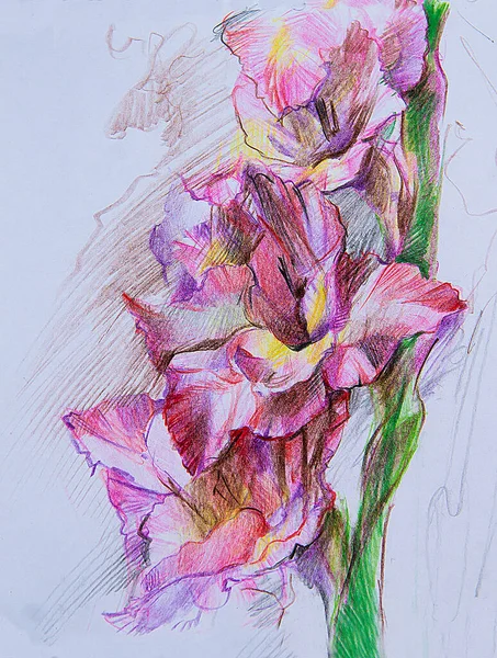 イラスト 現実的な花 青の背景に紫色の虹彩のグラフィック図面 ポストカードを飾る花の花束 パッケージの背景または印刷 壁に絵 色鉛筆の技術で作られた — ストック写真