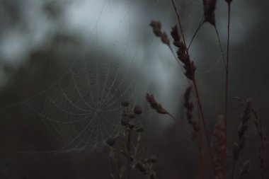 bitkiler ile doğa üzerinde spiderweb karanlık arka plan