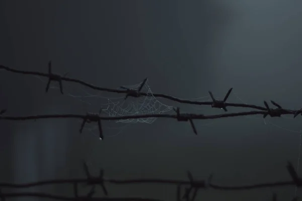 Barbed wire fence close in bokeh