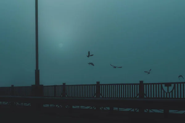 Silhouette Uccelli Volanti Della Città Tramonto Nella Nebbia Pesante — Foto Stock