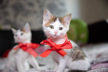 Kırmızı fiyonklu sevimli tüylü kediler.