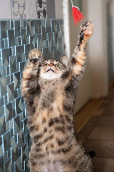 Cheerful Funny Playful Cat Catches Rope — Stock Photo, Image