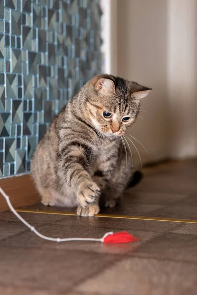 猫と遊ぶ 座って 猫のおもちゃでロープをキャッチしようとします — ストック写真