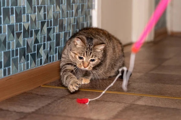 Kediyle oynuyorum. Kedi bir kedi oyuncağıyla kaseti takip ediyor..