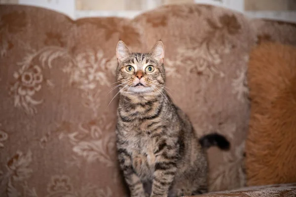 Tabby Fluffy Cat Sits Couch Looks Forward — Stock Photo, Image