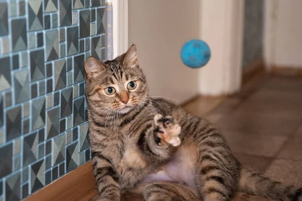 Cat Tries Catch Small Ball — Stock Photo, Image