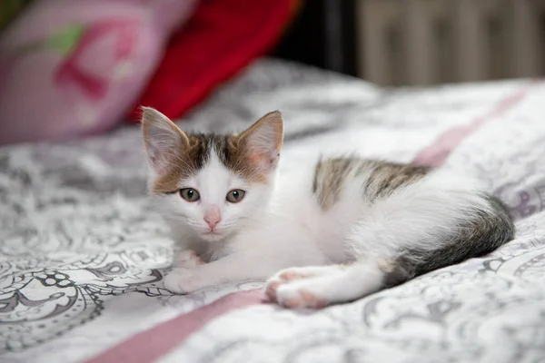 White Kitten Pink Paws Tired Resting — Stock Photo, Image