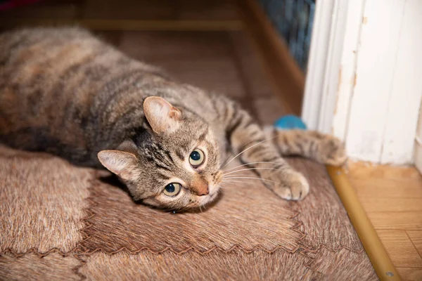 Kedi oyun oynadıktan sonra yorgun bir şekilde evin zemininde yatıyor.