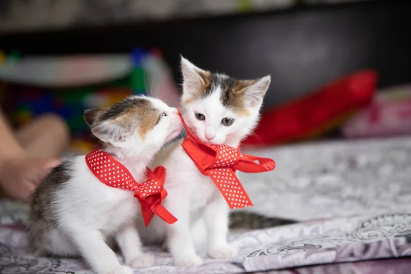 Cute Kittens Sniff Each Other — Stock Photo, Image