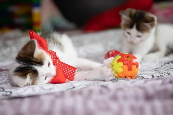 Two Little Kittens Playing Toy Cats — Stock Photo, Image