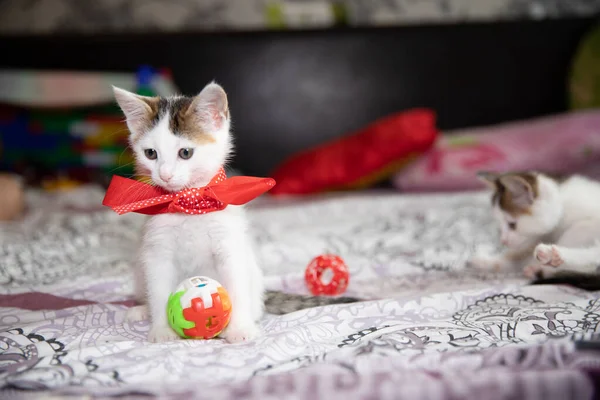 Kedi yavrusu topu yakaladığında yumuşak bir yatağa oturur.