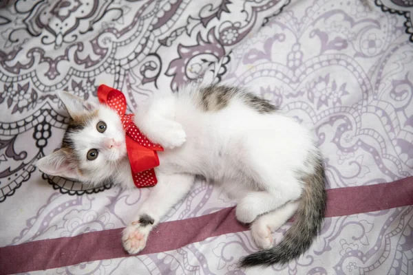 Kedi yavrusu göbeğini ve pembe patilerini gösteriyor.