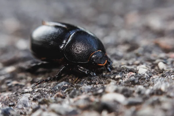 Черный жук ползает по асфальту — стоковое фото