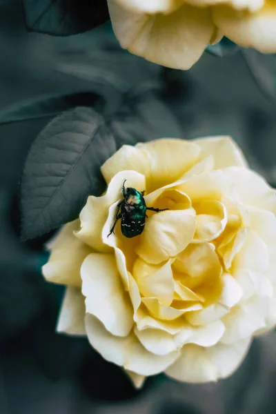 Escarabajo verde se sienta en una rosa amarilla — Foto de Stock