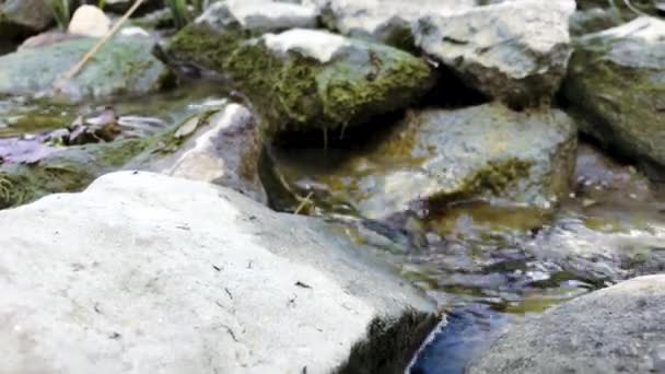 Smalle rivier in het wilde bos — Stockvideo