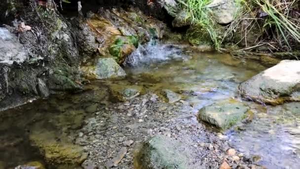 Río estrecho en el bosque salvaje — Vídeos de Stock