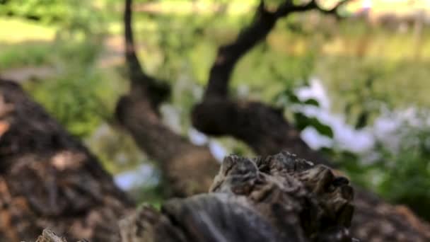 Paisaje de un árbol sobre un lago — Vídeo de stock