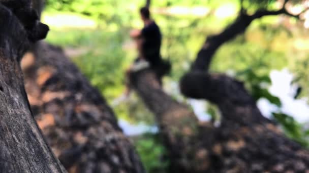 Пейзаж дерева над озером — стокове відео