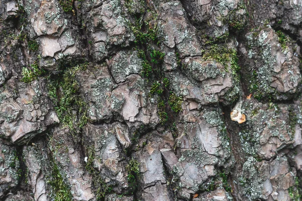 The bark of the tree, Tree Texture — Stock Photo, Image