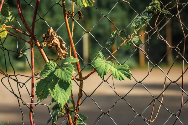 Fresh green leaves entangled into old rusty wire