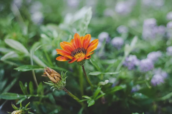 Imagen de cerca de la flor roja — Foto de Stock