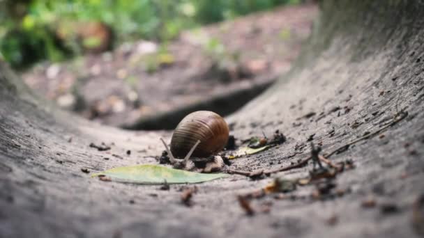 돌 배수구에서 기어 다니는 클로즈업 달팽이 — 비디오