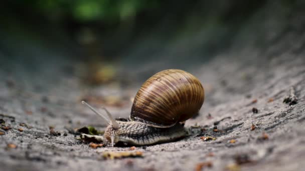 Closeup snail crawling in the stone drain — Stock Video