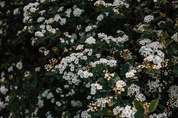 Flores de cereza sobre un fondo de naturaleza verde — Foto de Stock