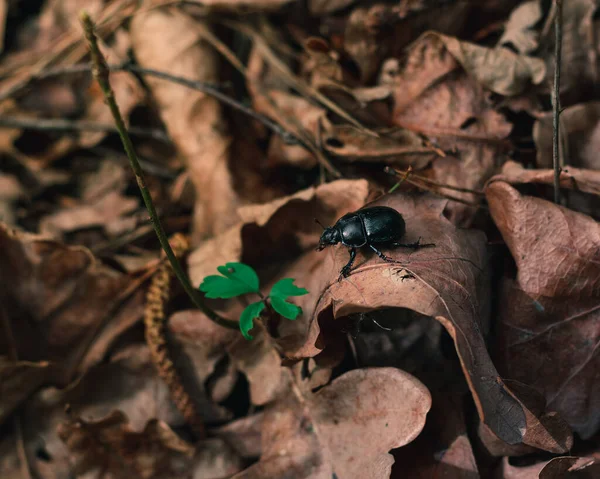 Czarny chrząszcz spaceruje po suchym liściu w lesie — Zdjęcie stockowe